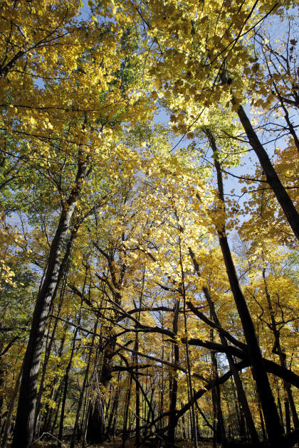 101314bp-fall-color-package-17